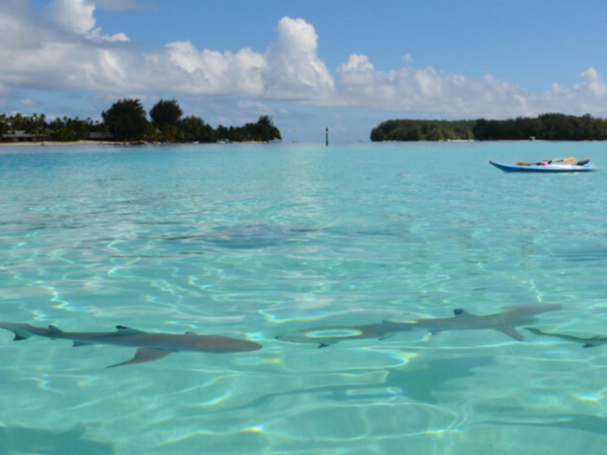 Moorea Pool & Lagoon House别墅 外观 照片